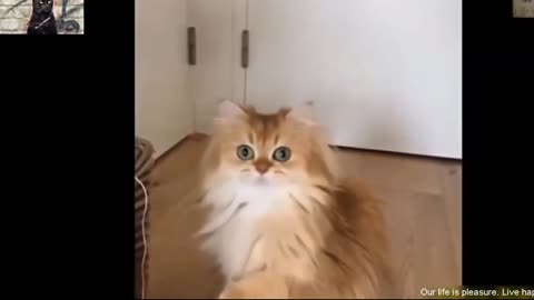 Cute cats jumping and dancing