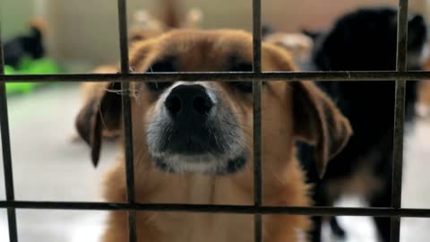 Portrait of sad mixed breed dog behind the fences. Dog in a shelter or an animal nursery