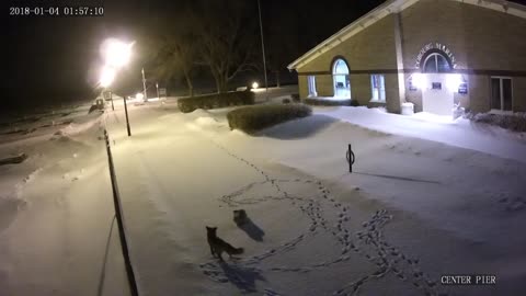 Owl vs. fox in unlikely match in the middle of a winter night