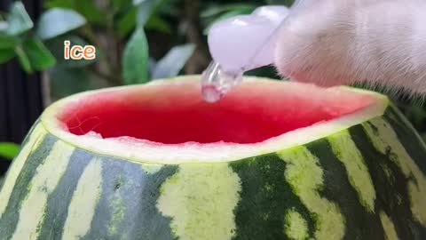 meow 🍉 Awesome Iced Watermelon Party Keg 😍 Easy Summer Drinks_Cat Cooking