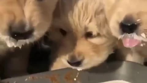 Dog Cute video good food