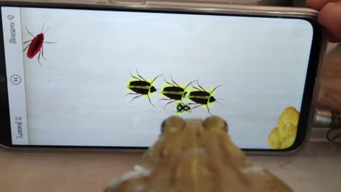 Frogs play mobile games