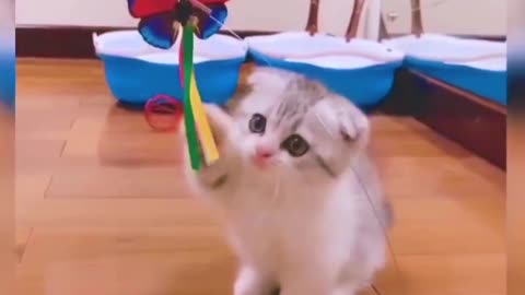 Funny Cat Playing Video