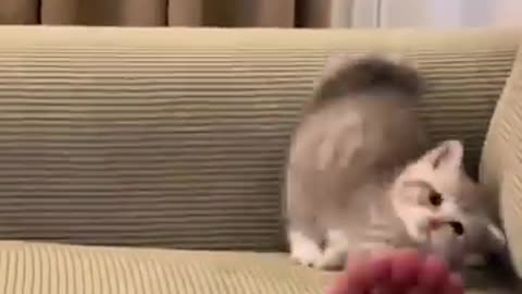 Kunfu cat 😺