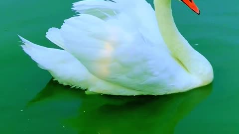 Two swans rest in the lake