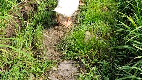 Controlling geese eat grass