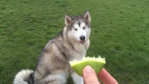 Do Dogs Remember the Taste of Limes