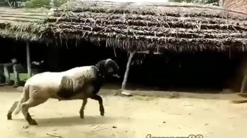 goat fighting with man