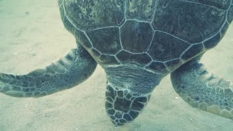Biggest Tortoise In Ocean sea