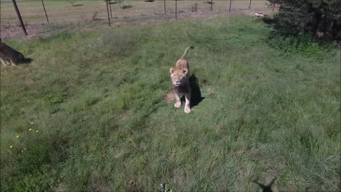 Drone Crashes Inches Away From Lion While Flying It Above Them Drones