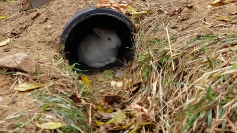 Baby bunnies explore