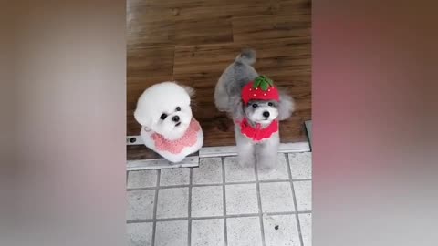 Lovely, cute and funny puppies