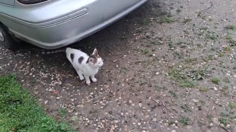 I gave food to a cute little cat.