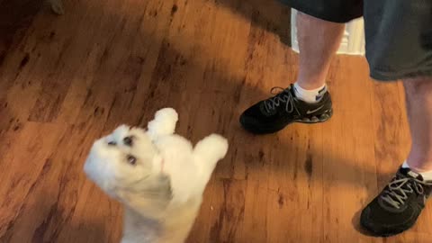 Dancing Shih Tzu does the cha cha for treats