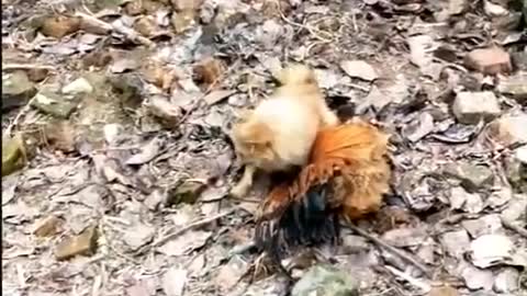 Dogs vs Chicken Fight - Funny Dog and Chicken Fight Videos