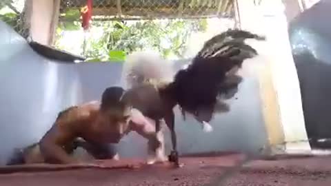 Rooster sparring with his owner for his next fight