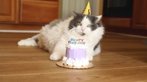 Happy birthday cute cat