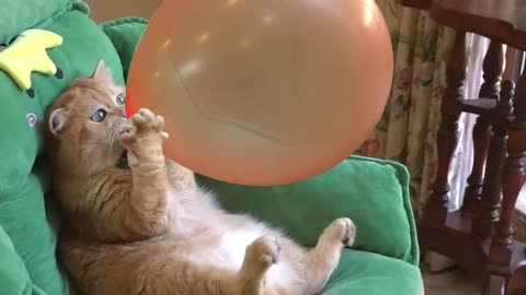 Best funny cat video 😅😅