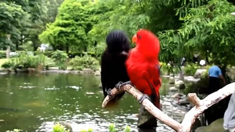 Nature And Wildlife Videos - Birds And Animals is Beautiful Creatures on our planet, Part 1