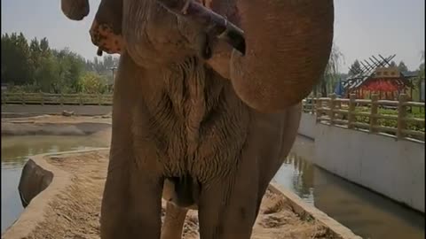 The elephant snatches the breeder's sugar cane