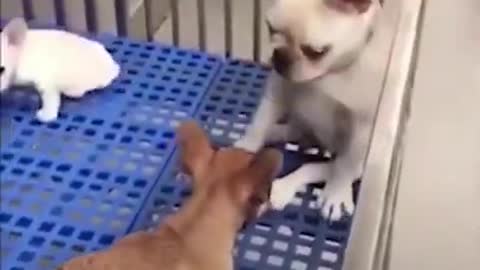 Dog Frightened of Puppy