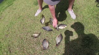 Catching HUGE Fish on GIANT Livebait! (Bank Fishing)