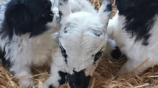 Dogs Showing a Lamb Some Love