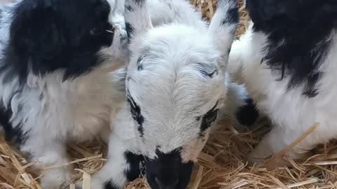 Dogs Showing a Lamb Some Love