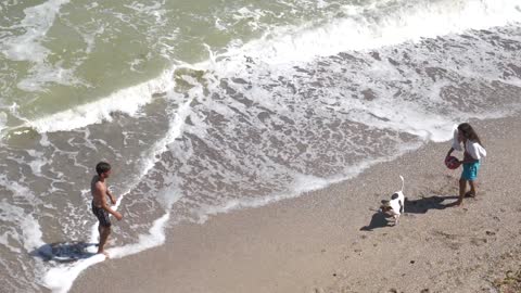 A dog playing with his companions on the beach