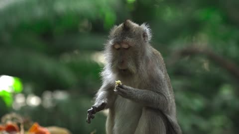 Monkey is eating | Mr nature
