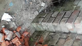 Dog Rescued From Behind Brick Wall