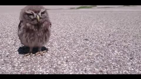 newborn owl