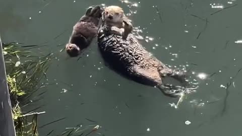 Mother and Pup Sea Otter Floating