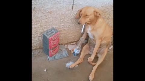 Dog smoking quietly
