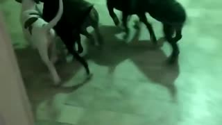Dogs FIghting About Who Gets it