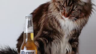 Cat loves Corona beer!