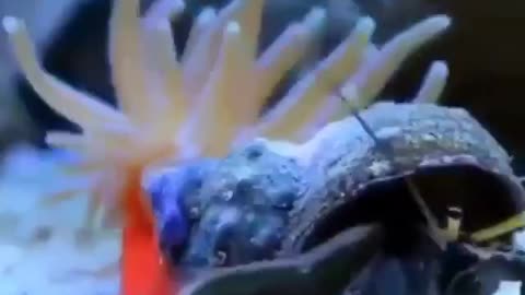 Hermit Crab and Actinia. | Interesting Facts #Shorts