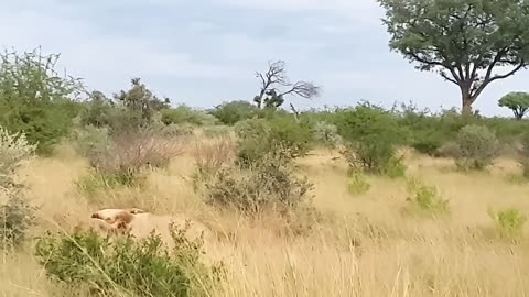 Male lions fighting for territory