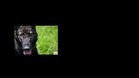 Dogs training video