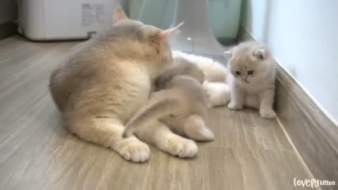 The Unbreakable Bond: A Mother Cat's Love for Her Kitten