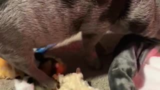 Mini pigs get excited about Christmas presents