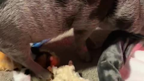 Mini pigs get excited about Christmas presents