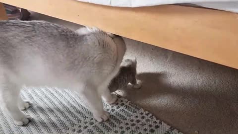 Mom cat takes care of her little kittens