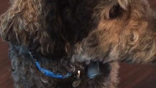 Brown dog moving head quickly when he hears fart