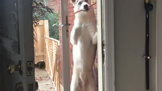Dog Lets Himself In