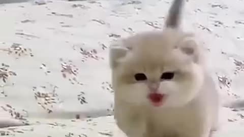 Cute cat compilation