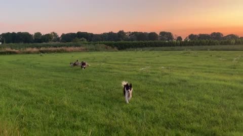Dogs play in the field against the backdrop of sunset in Germany