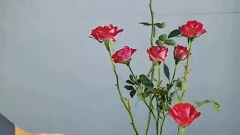 One Single Rose Branch For A Beautiful Flower Arrangement Art