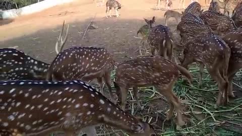 amazing deer 🦌 wildlife netural beauty video