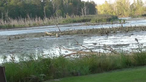 364 Toussaint Wildlife - Oak Harbor Ohio - All My Birds